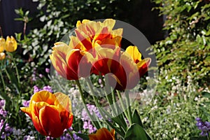 Yellow tulips with red lines during Sprintime on flowerfields in the Netherlands