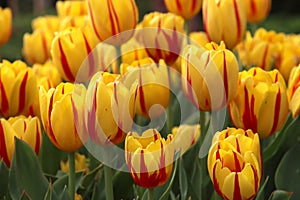 Yellow tulips with red lines during Sprintime on flowerfields in the Netherlands