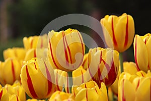 Yellow tulips with red lines during Sprintime on flowerfields in the Netherlands