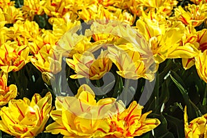 Yellow tulips with a red stripe