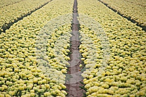 Yellow tulips in rows on  a flowerbulb field in Nieuwe-Tonge in the netherlands during springtime season and fog