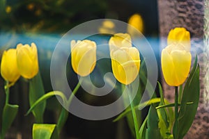 Yellow tulips in a shop window in the blurred background