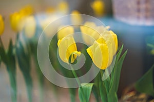 Yellow tulips in a shop window in the blurred background