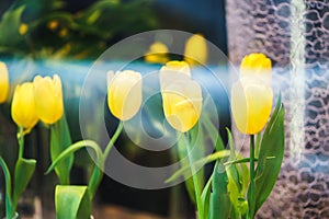 Yellow tulips in a shop window in the blurred background