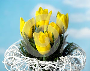 Yellow tulips in sky background with wicker basket