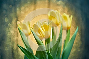 Yellow tulips. Soft focus