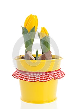 Yellow tulips in spring