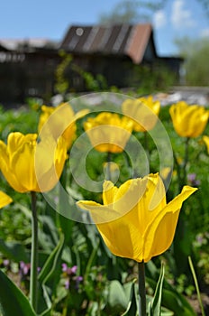 Yellow tulips in spring day