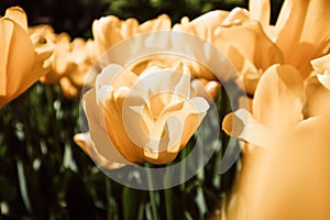 Yellow tulips in spring garden. Blooming gently flowers. Natural floral pattern.