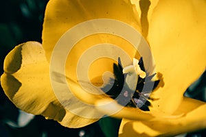 Yellow tulips in spring garden. Blooming gently flowers. Natural floral pattern.