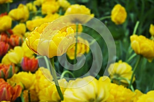 Yellow tulips, spring meadow background