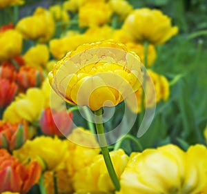 Yellow tulips, spring meadow background