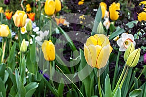 Yellow Tulips in spring season.Closeup.