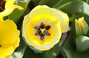 Yellow Tulips of Spring.