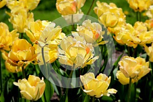 Yellow tulips in the sunshine