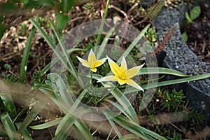 Yellow tulips `Tarda` in the garden in April. Berlin, Germany