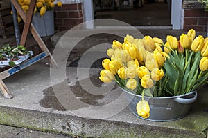 yellow tulips in a tin basin, decorating the entrance