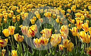 Yellow tulips in tulip field