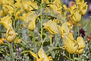 Yellow tulips tulipa gesneriana.