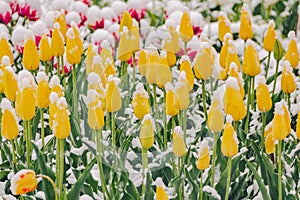 Yellow tulips under snow in early spring, close-up