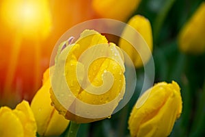 Yellow tulips with water droplets in Sunset