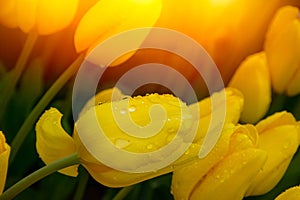 Yellow tulips with water droplets in Sunset