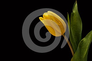 Yellow tulips with water drops on black background