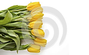 Yellow Tulips on White