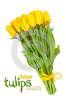 Yellow tulips on a white