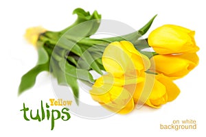 Yellow tulips on a white