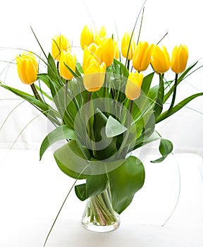 Yellow tulips on white background still life