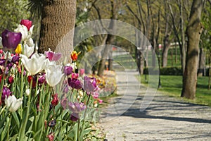 Yellow Tulips, white tulips, pink tulips red tulips and Flowers on the walkway