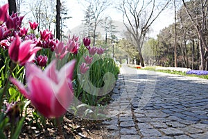 Yellow Tulips, white tulips, pink tulips red tulips and Flowers on the walkway