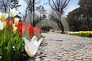 Yellow Tulips, white tulips, pink tulips red tulips and Flowers on the walkway