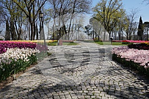 Yellow Tulips, white tulips, pink tulips red tulips and Flowers on the walkway