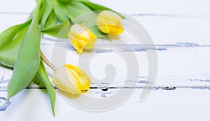 yellow tulips on white vintage wooden background