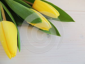 Yellow tulips on white wooden background.