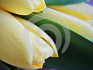 Yellow tulips on white wooden background.