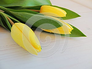 Yellow tulips on white wooden background.