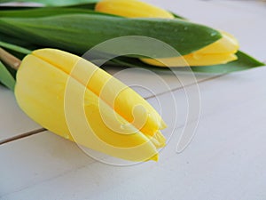 Yellow tulips on white wooden background.