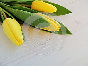 Yellow tulips on white wooden background.