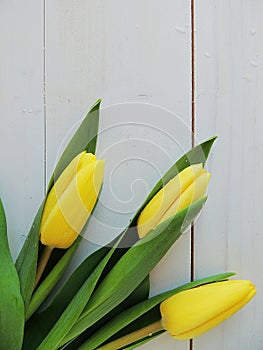 Yellow tulips on white wooden background.