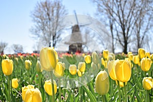 Yellow Tulips with Windmill in Background