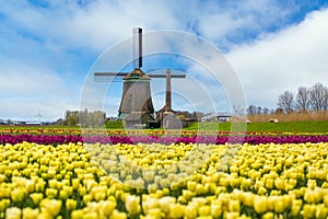 Yellow tulips and windmill in Netherlands