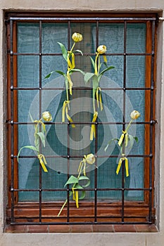 Yellow tulips in a windows in a Spanish village Begur for a catalan independence