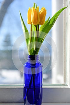 Yellow tulips on the windowsill in a bright cobalt bottle