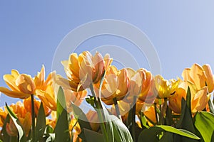 Yellow tulips withblue sky landscape_IMG_9479