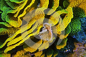 Yellow turbinaria mesenterina coral and fan worm, underwater photo