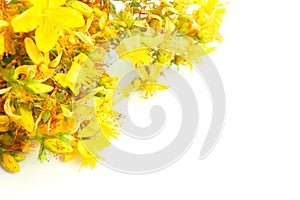 Yellow tutsan flowers isolated on white background with copy space