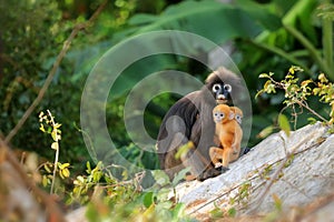 Yellow twins baby of Leaf Monkeys or Dusky Langur and mother who are living in the forest, Animals with their babies